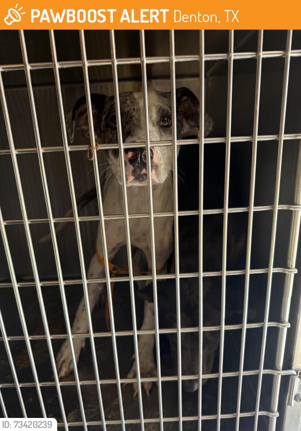 Found/Stray Unknown Dog last seen Ryan Ranch ests, Denton, TX 76201