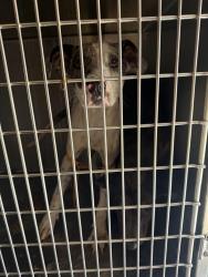 Found/Stray Unknown Dog last seen Ryan Ranch ests, Denton, TX 76201