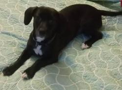 Reunited Female Dog last seen Texas city highschool, Texas City, TX 77590