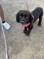 Found/Stray Unknown Dog last seen Walter johnson middle school, Las Vegas, NV 89145