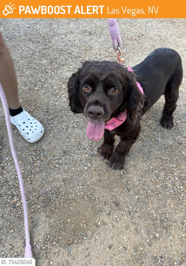 Found/Stray Unknown Dog last seen Walter johnson middle school, Las Vegas, NV 89145