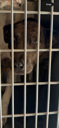 Found/Stray Unknown Dog last seen Ryan Ranch ests, Denton, TX 76201