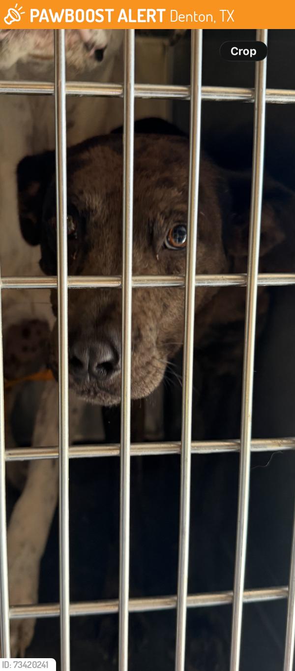 Found/Stray Unknown Dog last seen Ryan Ranch ests, Denton, TX 76201