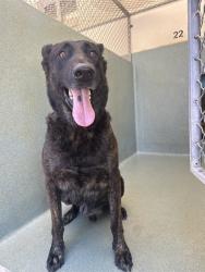 Shelter Stray Male Dog last seen , 29525 Agoura Rd, Agoura Hills, CA 91301, USA