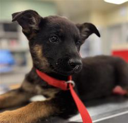 Shelter Stray Female Dog last seen Near BLOCK OLEANDER AVE, PERRIS CITY, 581 S Grand Ave, San Jacinto, CA 92582, USA