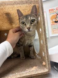 Shelter Stray Female Cat last seen Near BLOCK MEKONG ST, HEMET CA 92544, 581 S Grand Ave, San Jacinto, CA 92582, USA