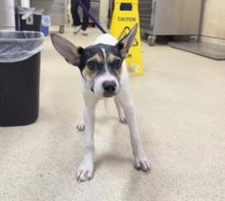 Shelter Stray Female Dog last seen LIMONITE AND BAINE ST, 6851 Van Buren Boulevard, Jurupa Valley, CA 92509, USA