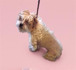 Shelter Stray Female Dog last seen , 1850 W 60th St, Los Angeles, CA 90047, USA