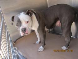 Shelter Stray Female Dog last seen , 1850 W 60th St, Los Angeles, CA 90047, USA