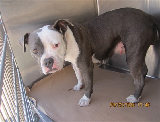 Shelter Stray Female Dog last seen , 1850 W 60th St, Los Angeles, CA 90047, USA