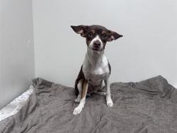 Shelter Stray Male Dog last seen , 38550 Sierra Hwy, Palmdale, CA 93550, USA