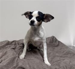 Shelter Stray Female Dog last seen , 38550 Sierra Hwy, Palmdale, CA 93550, USA
