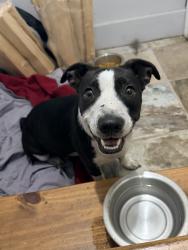 Found/Stray Female Dog last seen Shell gas station, Houston, TX 77023