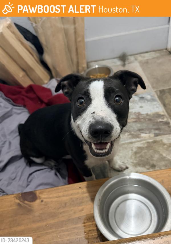 Found/Stray Female Dog last seen Shell gas station, Houston, TX 77023