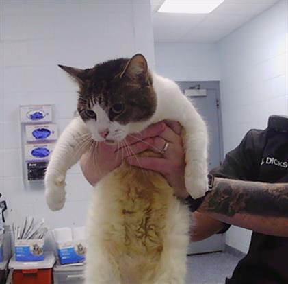 Shelter Stray Unknown Cat last seen CHARLOTTE, 8315 Byrum Dr, Charlotte, NC 28217, USA