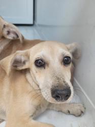 Shelter Stray Male Dog last seen , West Valley Animal Shelter, 20655 Plummer St, Chatsworth, CA 91311, USA