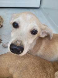 Shelter Stray Male Dog last seen , West Valley Animal Shelter, 20655 Plummer St, Chatsworth, CA 91311, USA