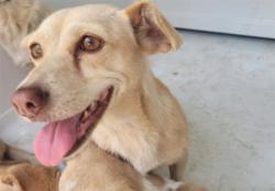 Shelter Stray Female Dog last seen , West Valley Animal Shelter, 20655 Plummer St, Chatsworth, CA 91311, USA