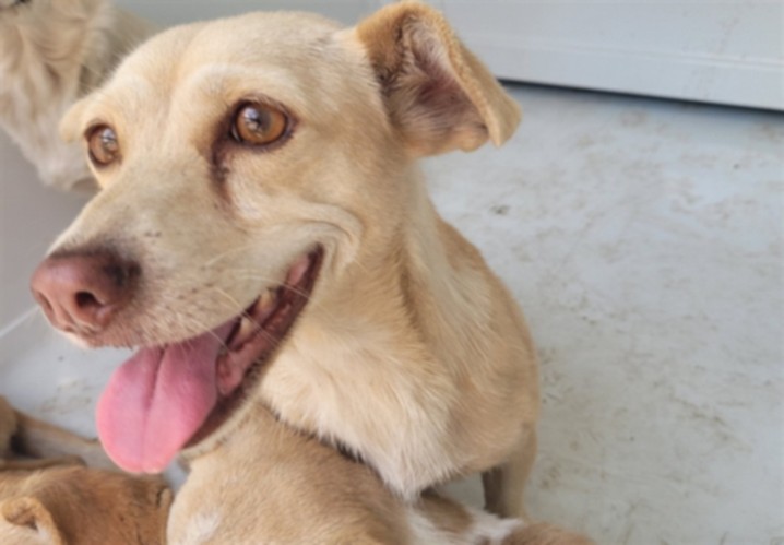 Shelter Stray Female Dog last seen , West Valley Animal Shelter, 20655 Plummer St, Chatsworth, CA 91311, USA