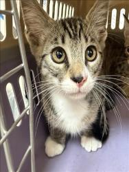 Shelter Stray Male Cat last seen , 3201 Lacy St, Los Angeles, CA 90031, USA