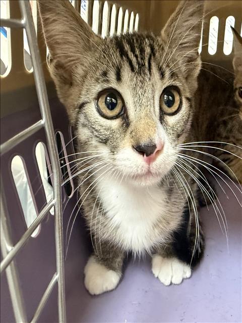 Shelter Stray Male Cat last seen , 3201 Lacy St, Los Angeles, CA 90031, USA