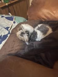 Found/Stray Female Dog last seen Railroad tracks, Kennedale, TX 76060