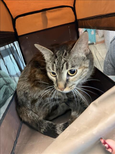 Shelter Stray Female Cat last seen , West Valley Animal Shelter, 20655 Plummer St, Chatsworth, CA 91311, USA