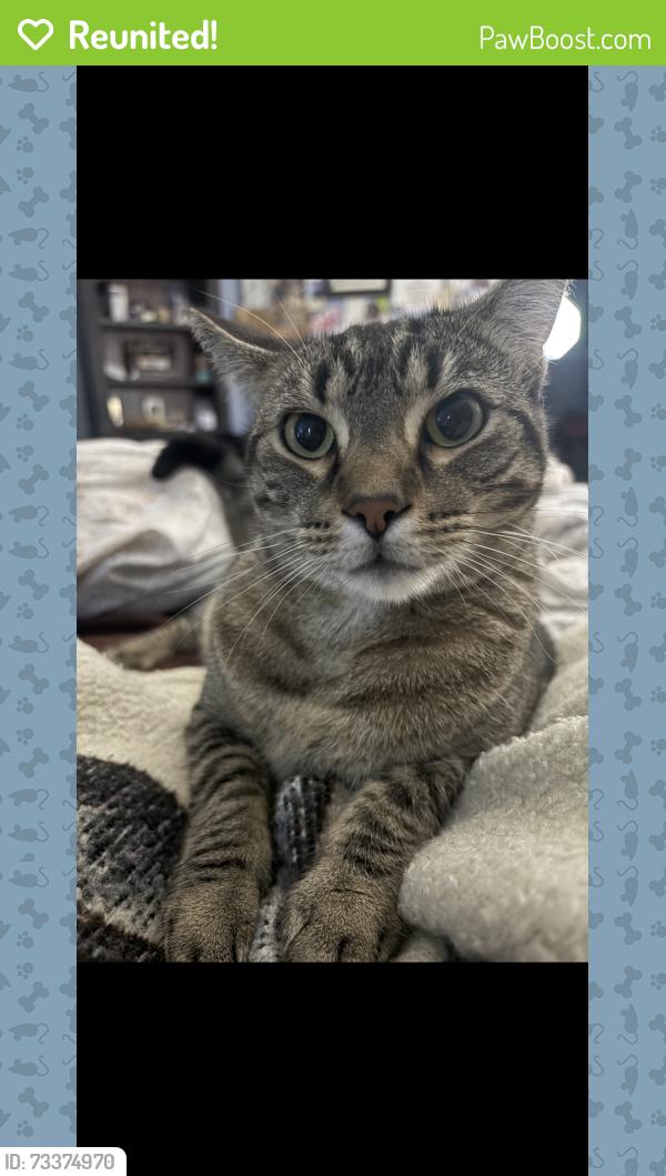 Reunited Female Cat last seen Tallevast and Tuttle, Sarasota, FL 34243