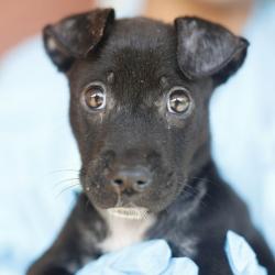 Shelter Stray Female Dog last seen Near BLOCK SAUNDERS, 4710 TX-151, San Antonio, TX 78227, USA