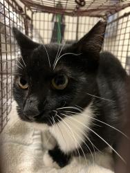 Shelter Stray Female Cat last seen Near BLK LEMON AVE, LONG BEACH, CA 90805, 7700 E Spring St, Long Beach, CA 90815, USA