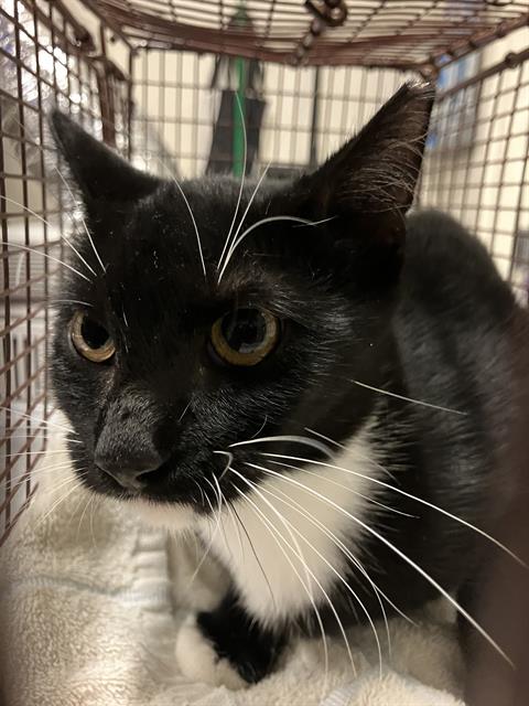 Shelter Stray Female Cat last seen Near BLK LEMON AVE, LONG BEACH, CA 90805, 7700 E Spring St, Long Beach, CA 90815, USA