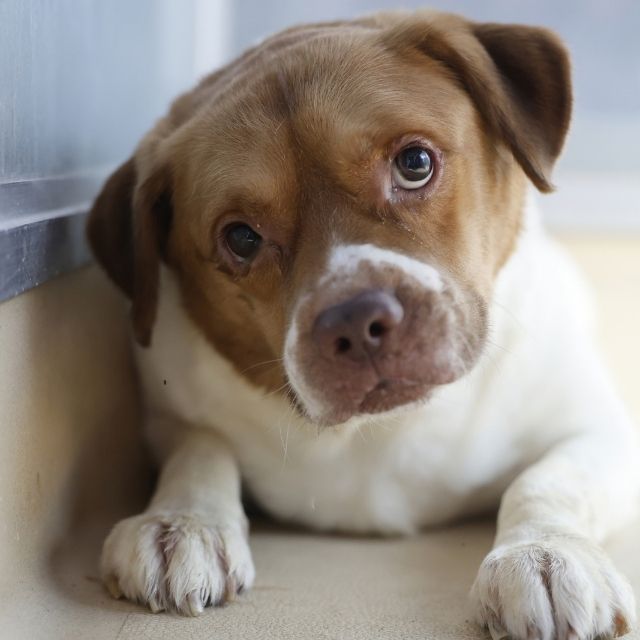 Shelter Stray Male Dog last seen HEDGES ST, 4710 TX-151, San Antonio, TX 78227, USA