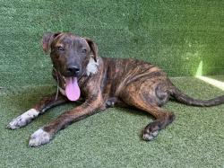 Shelter Stray Male Dog last seen , 5210 W Ave I, Lancaster, CA 93536, USA