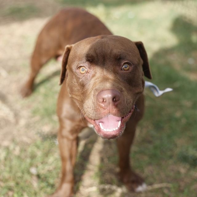 Shelter Stray Male Dog last seen TAMPICO ST, 4710 TX-151, San Antonio, TX 78227, USA