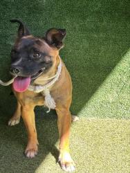Shelter Stray Female Dog last seen , 5210 W Ave I, Lancaster, CA 93536, USA