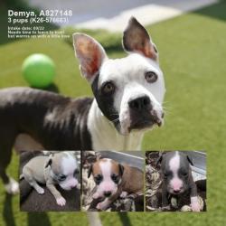 Shelter Stray Female Dog last seen Near BLOCK OF STAPLETON DR, 4710 TX-151, San Antonio, TX 78227, USA