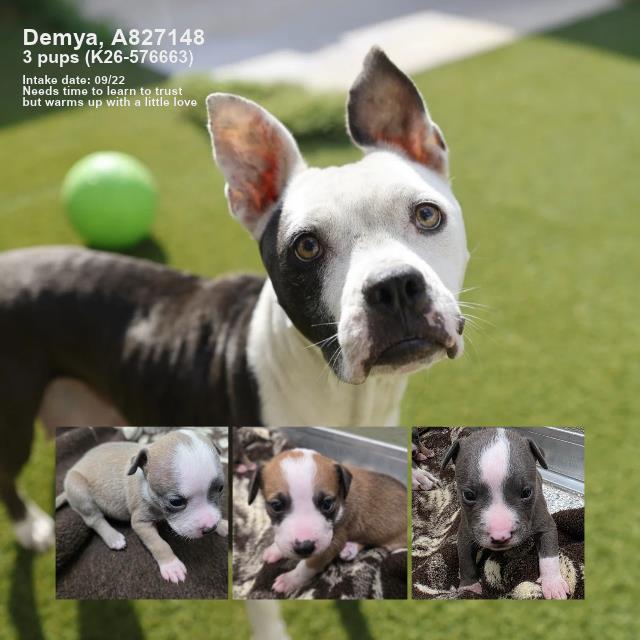 Shelter Stray Female Dog last seen Near BLOCK OF STAPLETON DR, 4710 TX-151, San Antonio, TX 78227, USA