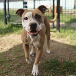 Shelter Stray Male Dog last seen Near BLOCK OF STAPLETON DR, 4710 TX-151, San Antonio, TX 78227, USA