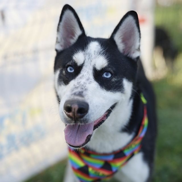 Shelter Stray Male Dog last seen ADRIAN, 4710 TX-151, San Antonio, TX 78227, USA