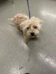 Shelter Stray Male Dog last seen LILLA, 16 Barnes Ct, Hayward, CA 94544, USA