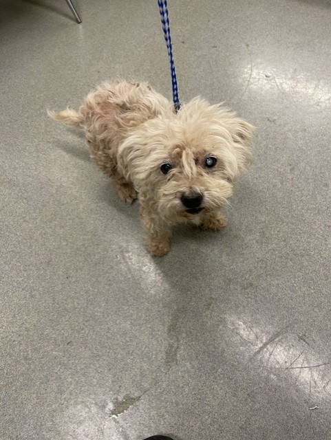 Shelter Stray Male Dog last seen LILLA, 16 Barnes Ct, Hayward, CA 94544, USA