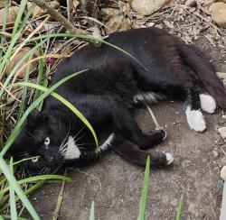 Shelter Stray Male Cat last seen Near BLOCK PARLIAMENT, 4710 TX-151, San Antonio, TX 78227, USA
