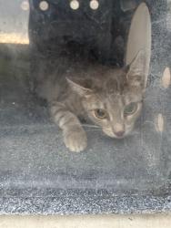 Shelter Stray Female Cat last seen HAMPTON COVE WAY SE, 4950 SW Triana Blvd, Huntsville, AL 35805, USA