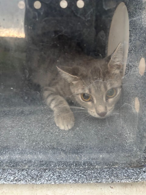 Shelter Stray Female Cat last seen HAMPTON COVE WAY SE, 4950 SW Triana Blvd, Huntsville, AL 35805, USA