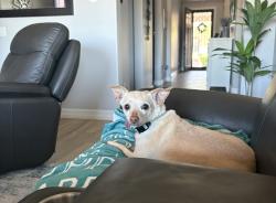 Reunited Female Dog last seen Sun city groomer 99th ave and greenway, Sun City, AZ 85351