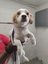 Shelter Stray Female Dog last seen 2ND ST AND F ST, 333 Chandler Pl, San Bernardino, CA 92408, USA