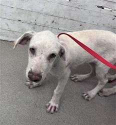Shelter Stray Female Dog last seen , 333 Chandler Pl, San Bernardino, CA 92408, USA