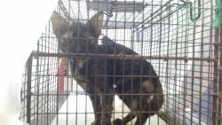 Shelter Stray Female Cat last seen Near BLOCK W 2 LN, 3599 NW 79th Ave, Doral, FL 33122, USA