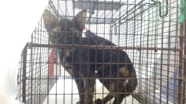 Shelter Stray Female Cat last seen Near BLOCK W 2 LN, 3599 NW 79th Ave, Doral, FL 33122, USA