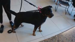 Shelter Stray Female Dog last seen SHADY HILLS ROAD, 19640 Dogpatch Ln, Land O' Lakes, FL 34638, USA